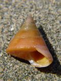 Calliostoma conulum